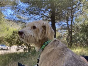 Mallorca mit Hund