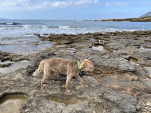 Wandern mit Hund Mallorca